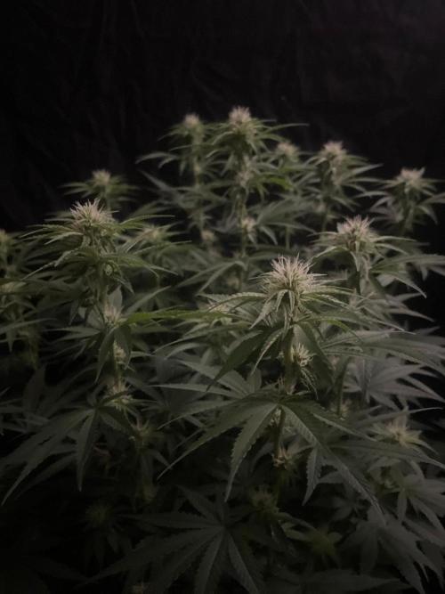 Biscotti Zamnesia. Week 8