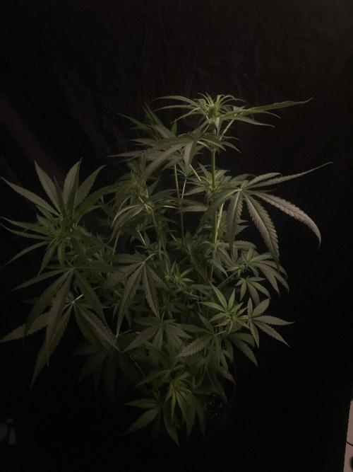 Solar Panel Zamnesia. Week 7