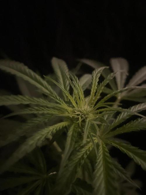 Solar Panel Zamnesia. Week 7