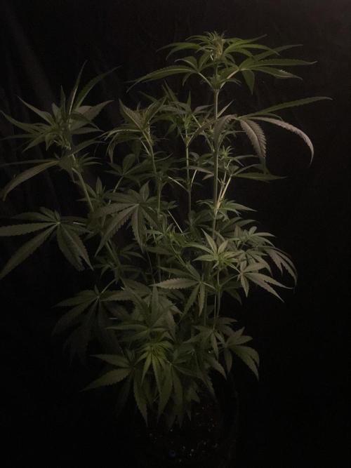 Solar Panel Zamnesia. Week 7