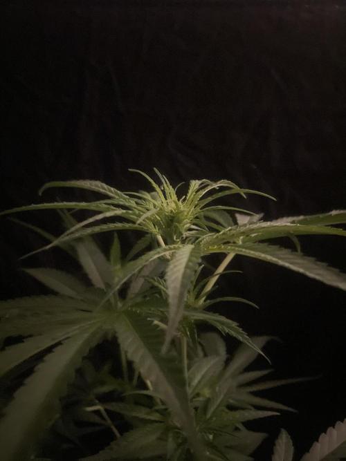 Solar Panel Zamnesia. Week 7