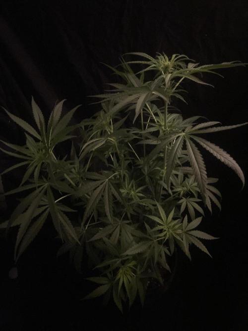 Solar Panel Zamnesia. Week 7