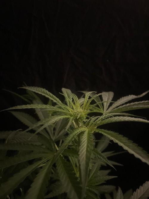 Solar Panel Zamnesia. Week 7