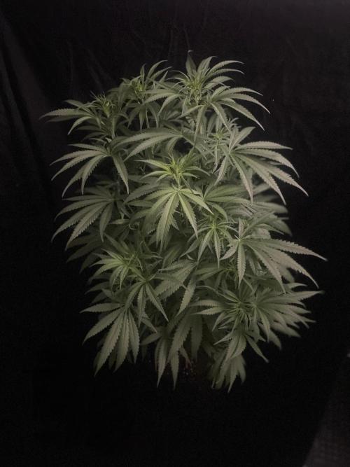 Super Boof Zamnesia. Week 7