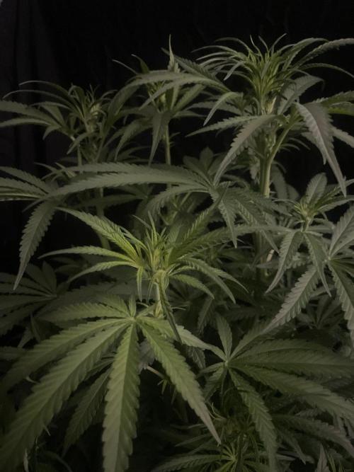 Super Boof Zamnesia. Week 7