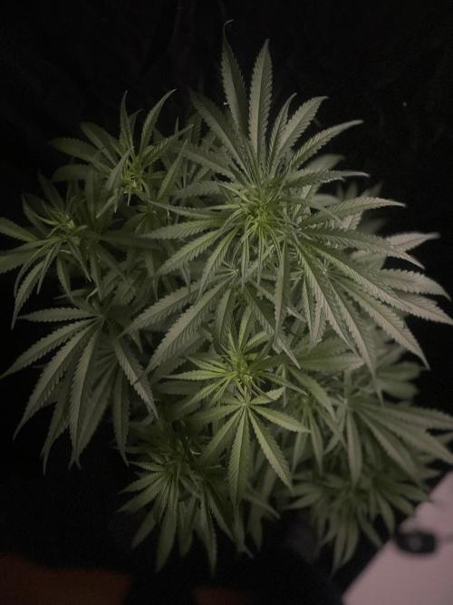 Super Boof Zamnesia. Week 7