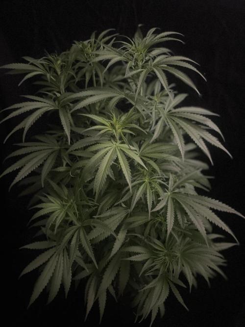 Super Boof Zamnesia. Week 7