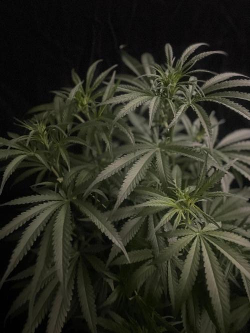 Super Boof Zamnesia. Week 7