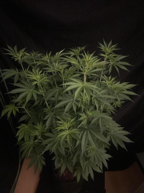 Monster Maker Sweet Seeds. Week 8