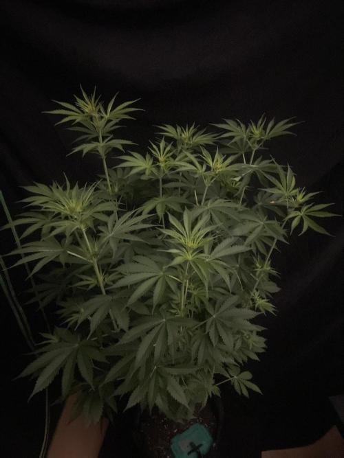 Monster Maker Sweet Seeds. Week 8