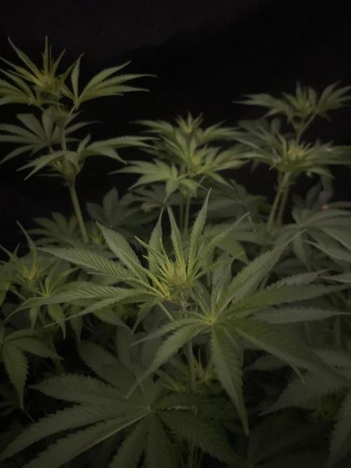 Monster Maker Sweet Seeds. Week 8