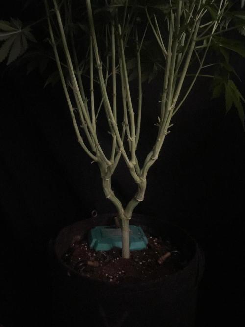 Monster Maker Sweet Seeds. Week 8