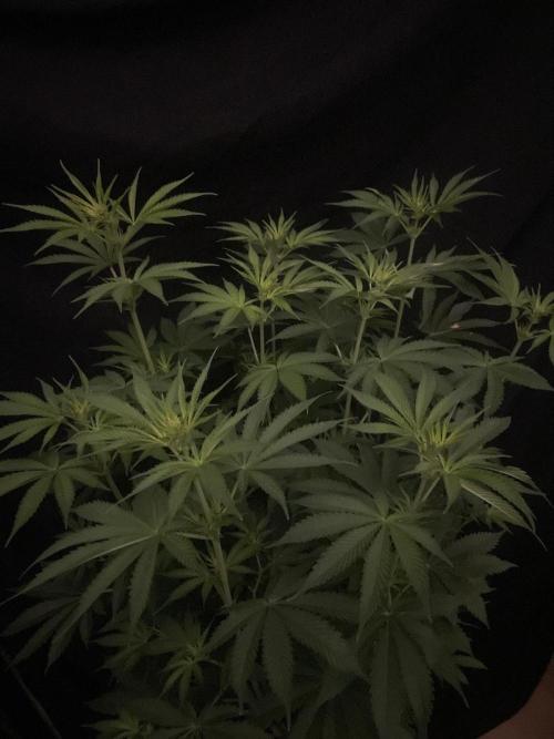 Monster Maker Sweet Seeds. Week 8