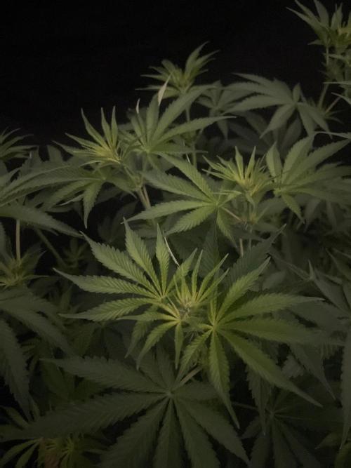 Monster Maker Sweet Seeds. Week 8