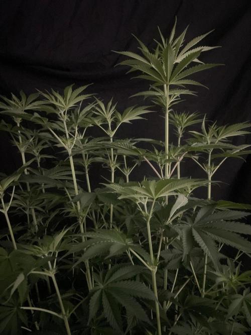 Monster Maker Sweet Seeds. Week 8