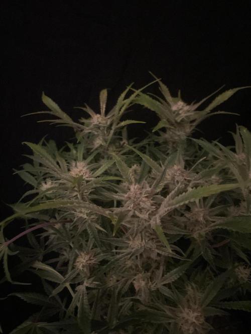 Permanent Jealousy Auto XL Sweetseeds. Week 8