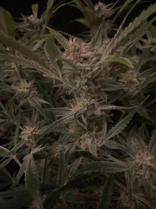 Permanent Jealousy Auto XL Sweetseeds. Week 8