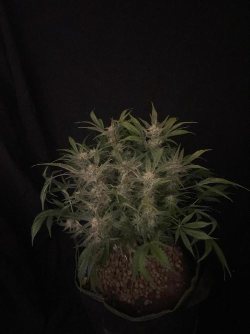 Permanent Jealousy Auto XL Sweetseeds. Week 8