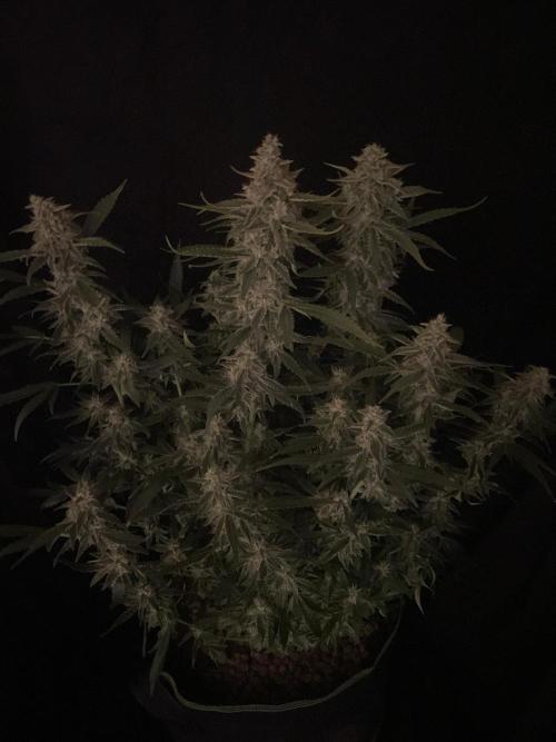 Banana Blaze Auto Dutch Passion. Week 9