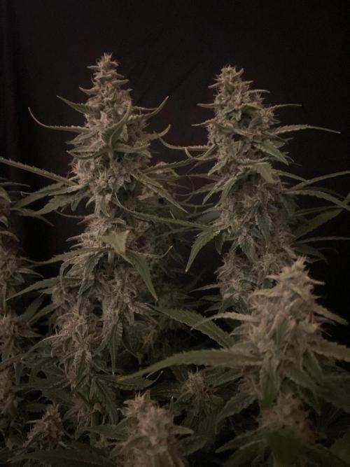 Banana Blaze Auto Dutch Passion. Week 9