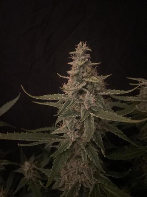 Banana Blaze Auto Dutch Passion. Week 9