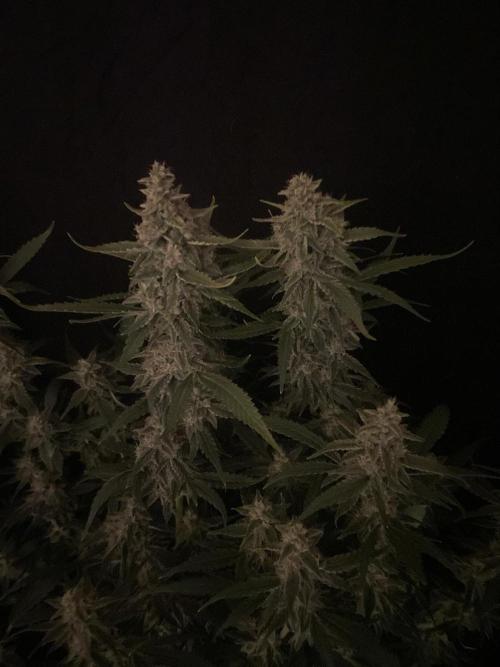 Banana Blaze Auto Dutch Passion. Week 9