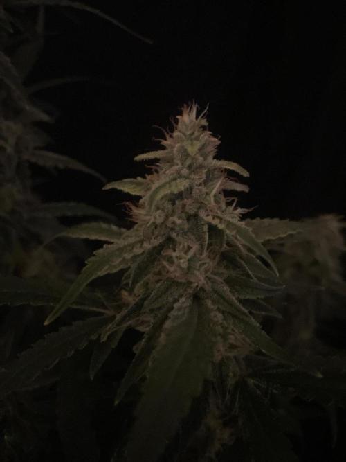 Banana Blaze Auto Dutch Passion. Week 9