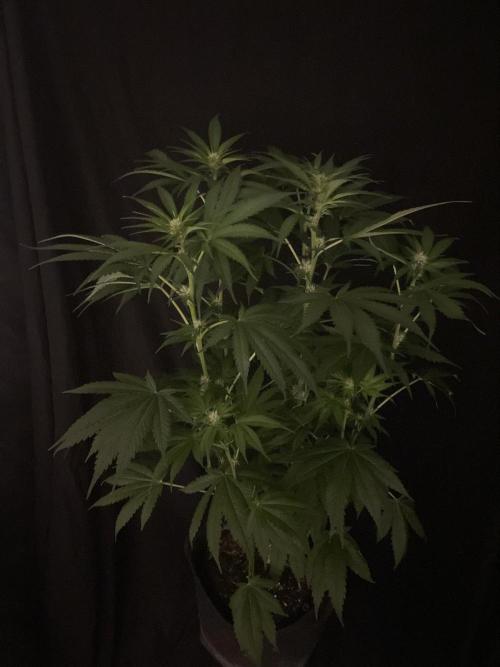 Gushers Zamnesia. Week 8
