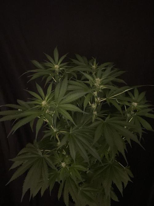 Gushers Zamnesia. Week 8