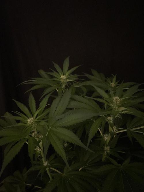 Gushers Zamnesia. Week 8