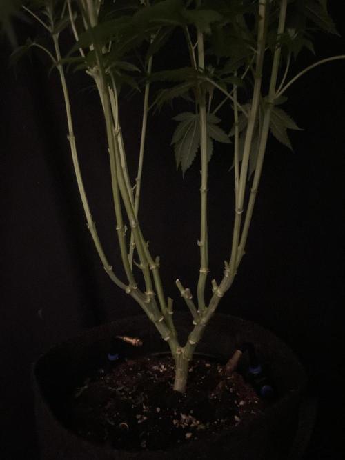 Gushers Zamnesia. Week 8