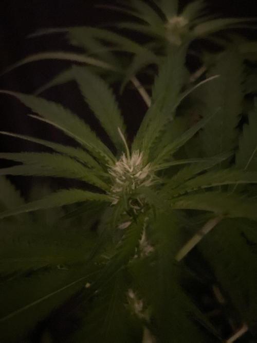 Gushers Zamnesia. Week 8