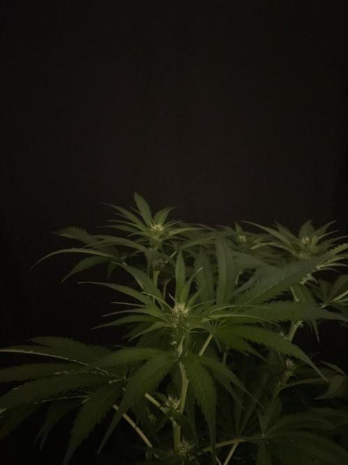 Gushers Zamnesia. Week 8
