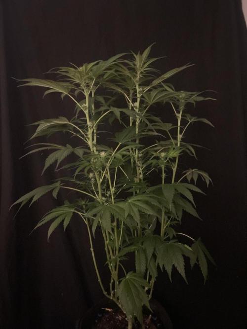 Gushers Zamnesia. Week 8