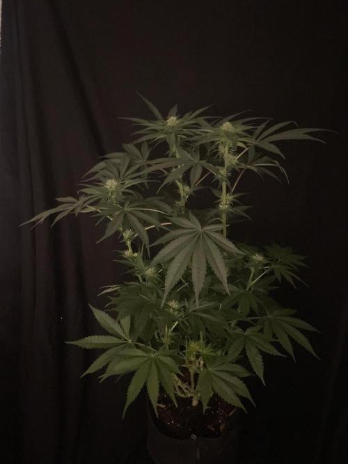 Black Diamond Zamnesia. Week 8