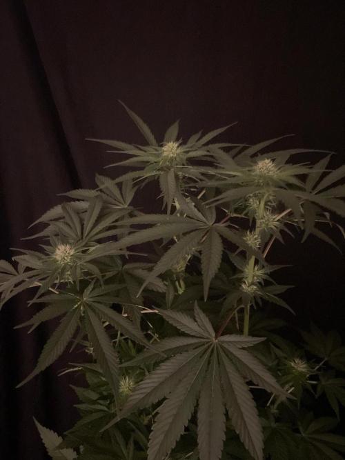 Black Diamond Zamnesia. Week 8