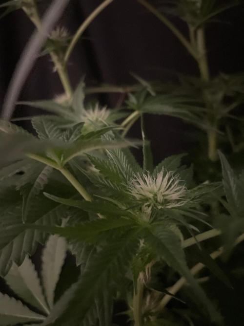 Black Diamond Zamnesia. Week 8