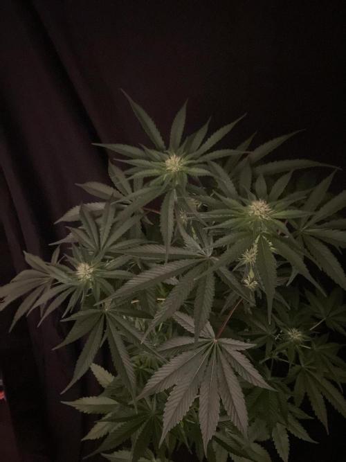 Black Diamond Zamnesia. Week 8
