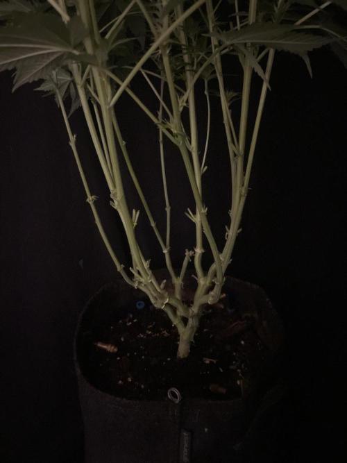 Black Diamond Zamnesia. Week 8