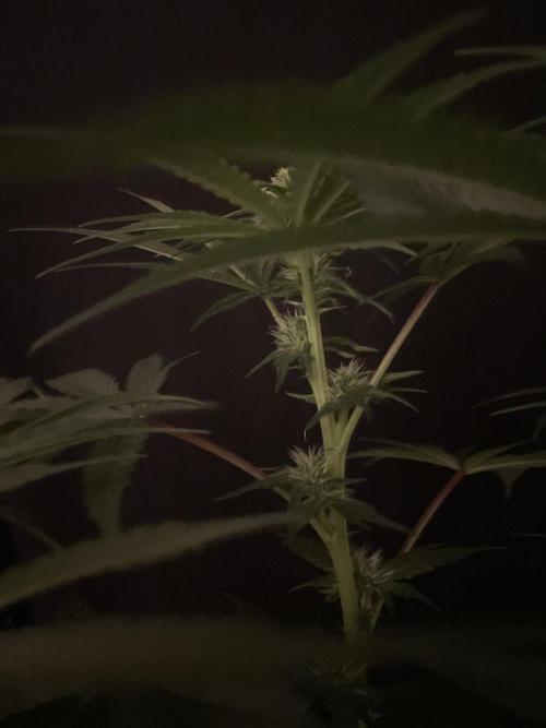 Black Diamond Zamnesia. Week 8