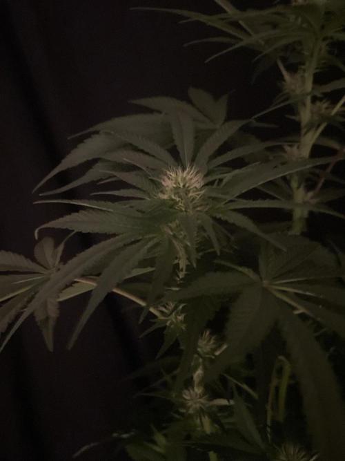 Black Diamond Zamnesia. Week 8