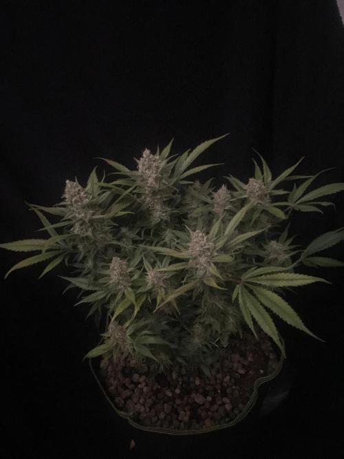 Diablo Delights XL Auto Sweetseeds. Week 9