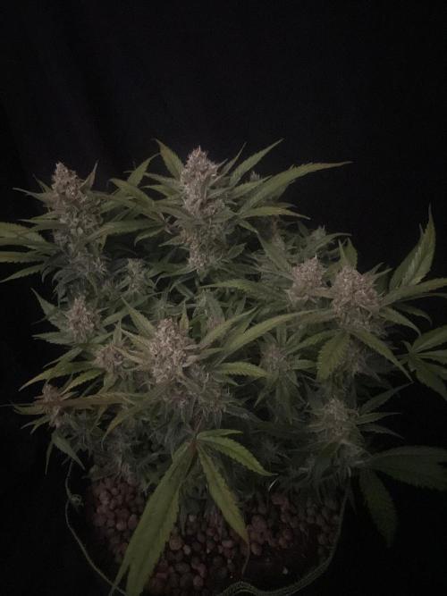 Diablo Delights XL Auto Sweetseeds. Week 9