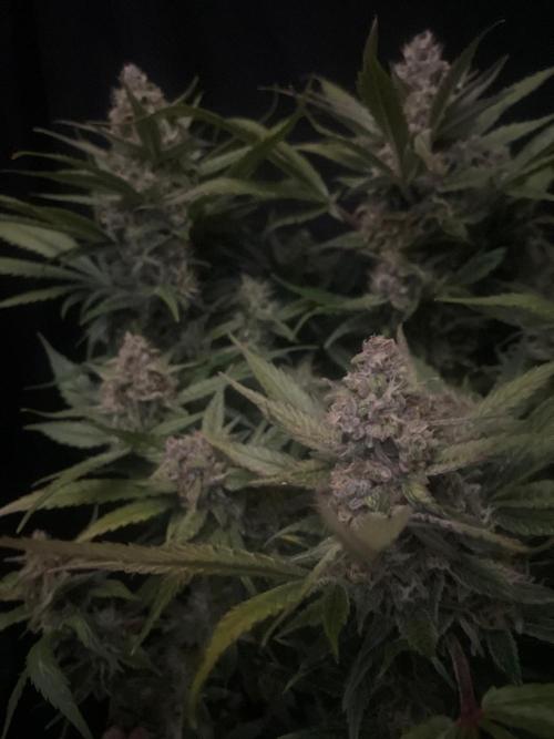 Diablo Delights XL Auto Sweetseeds. Week 9