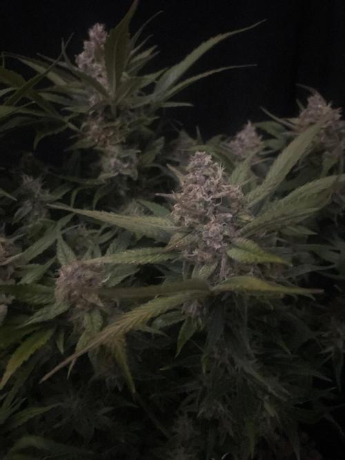 Diablo Delights XL Auto Sweetseeds. Week 9