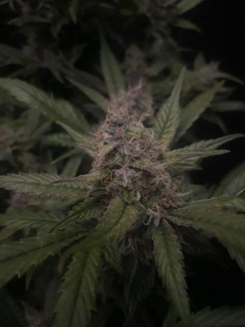 Diablo Delights XL Auto Sweetseeds. Week 9