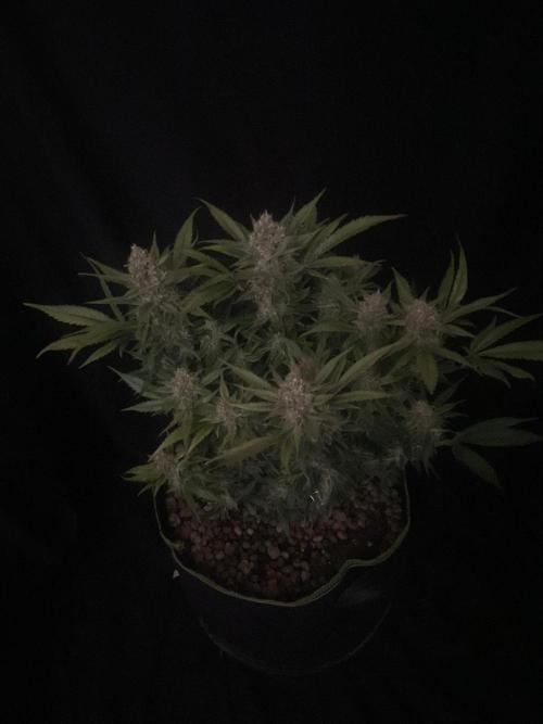Diablo Delights XL Auto Sweetseeds. Week 9