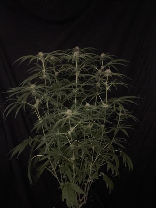 Black Runtz Weedseedsexpress. Week 8