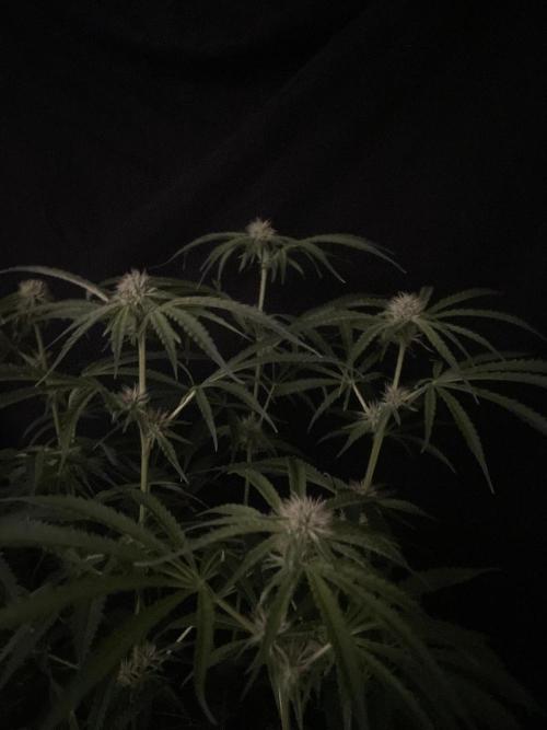 Black Runtz Weedseedsexpress. Week 8
