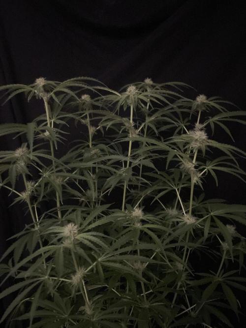 Black Runtz Weedseedsexpress. Week 8